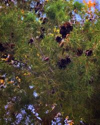 Plants growing on field