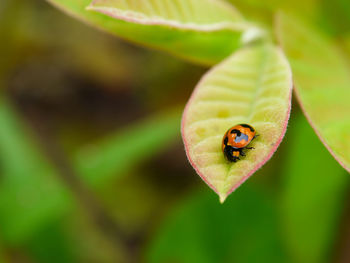 Close-up of ladybug on leaf