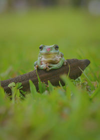 Close-up of frog on land