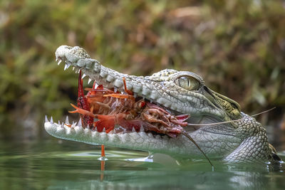 Close-up of alligator eating shrimp