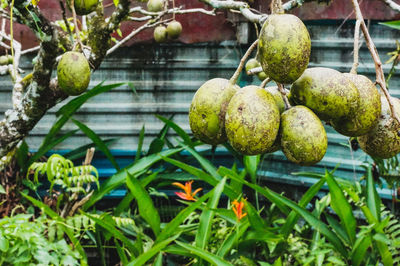 Close-up of fruits growing on plant