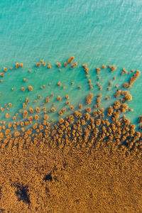 High angle view of plants on beach