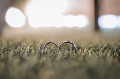 Close-up of love on field during sunny day