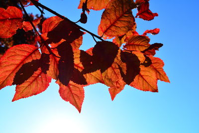 Low angle view of maple leaves against sky