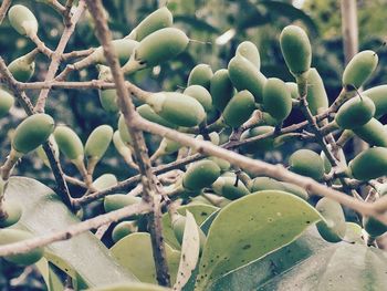 Close-up of cactus growing on tree