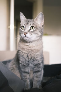 pet