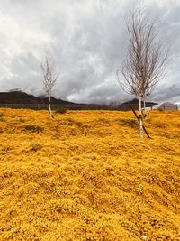 Bare trees on field against sky