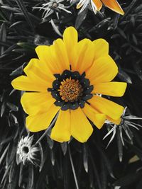 Close-up of yellow flower