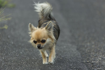 Dog lying down on road