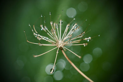 Close-up of spider on web