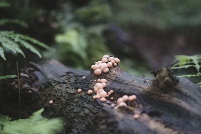 Close-up of fungus growing on tree