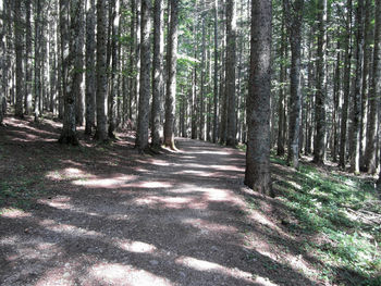 Trees growing in forest