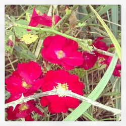 Close-up of pink flowers
