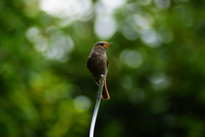 Close-up of bird perching on a plant