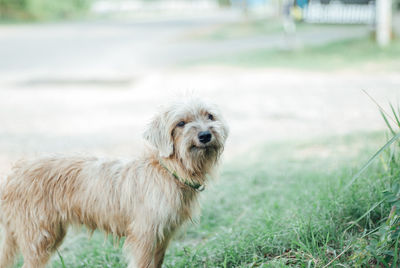 Portrait of dog on grass