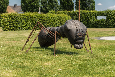 Close-up of a horse on field