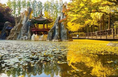 Trees in a temple