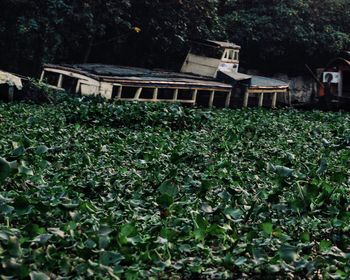 Plants growing in forest
