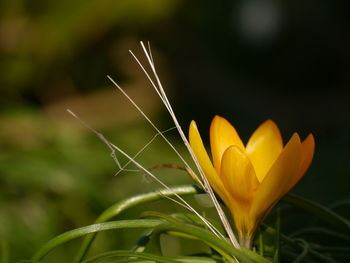 Close-up of yellow flower blooming outdoors