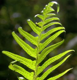 Close-up of green plant