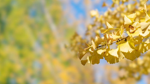 Close-up of yellow flowering plant during autumn