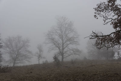 Trees on field against sky