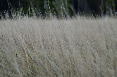 Close-up of wheat field