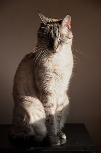 Cat with closed eyes sitting on stool against wall