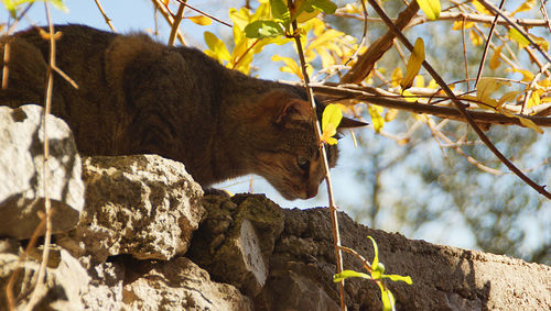 Low angle view of cat on surrounding wall