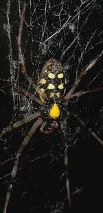 Close-up of spider on web