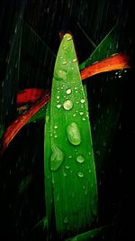 Close-up of water drops on leaf