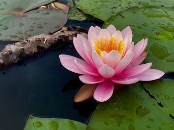 Lotus water lily in lake