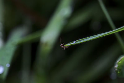 Close-up of raindrops on leaf