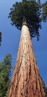 Low angle view of tree against clear sky