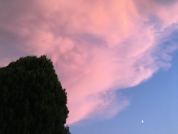 Low angle view of trees against sky