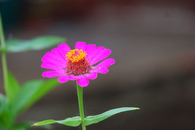 Close-up of pink flower