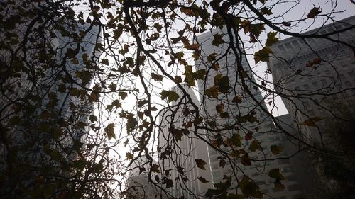 Low angle view of plants against wall