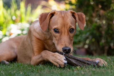 Portrait of dog lying on grass