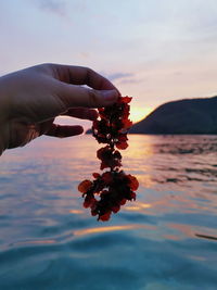 Seaweed against sunset. 