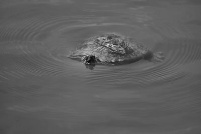 High angle view of turtle in lake