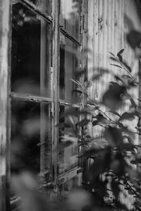 Reflection of trees on glass window