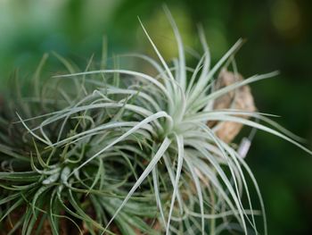 Close-up of grass