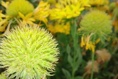 Close-up of yellow dandelion