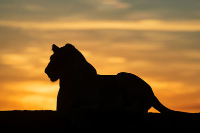 Silhouette dog against orange sky