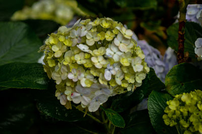 Close-up of fresh white hydrangeas