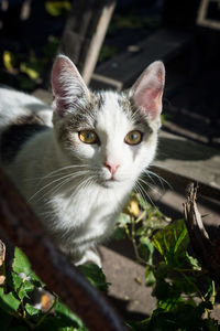 Close-up portrait of a cat