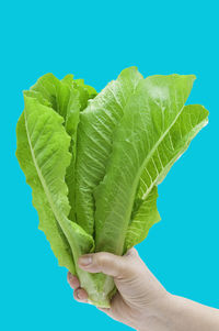 Close-up of hand holding leaf against blue background