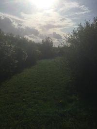 Trees on field against sky