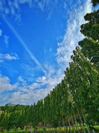 Low angle view of trees against sky