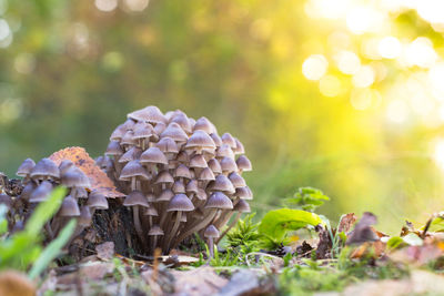 Family of young mushrooms with thin legs at sunset, blurred background. 